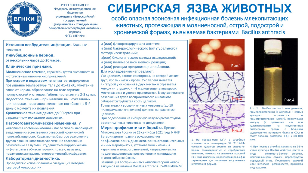 66933_sibirskaya_yazva_page-0001.jpg 66933_sibirskaya_yazva_page-0001.jpg