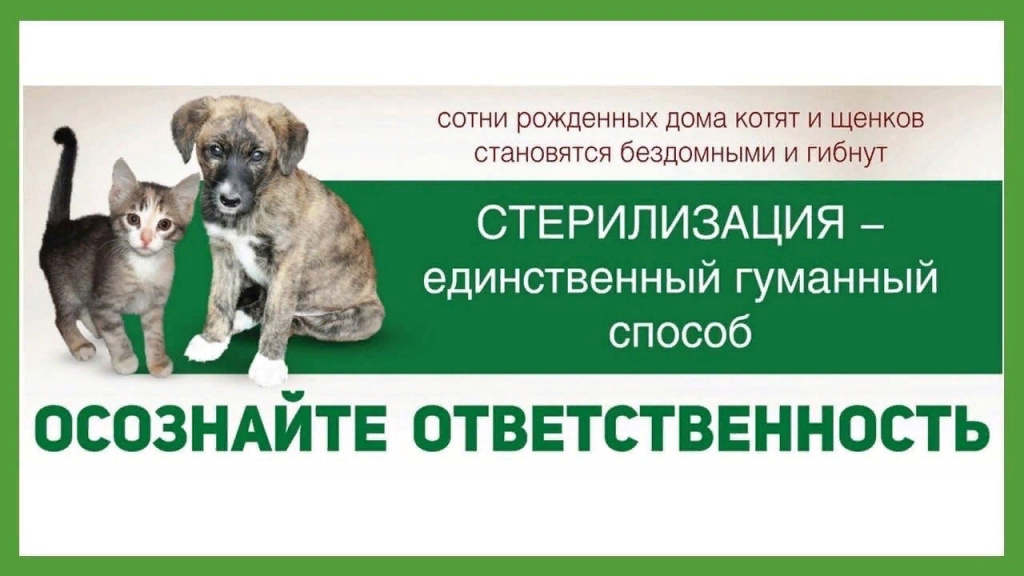 собачка.jpg