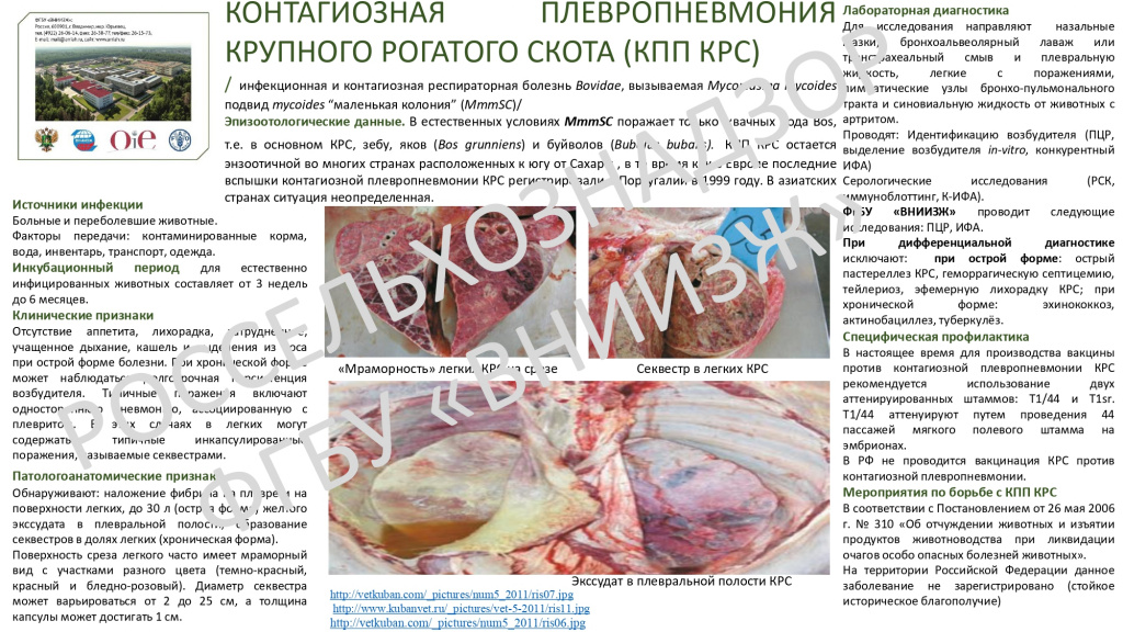ПНЕВМОНИЯ_page-0001.jpg ПНЕВМОНИЯ_page-0001.jpg